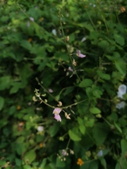 Desmodium tortuosum