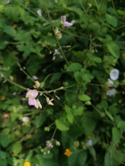 Desmodium tortuosum
