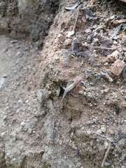 Sceloporus siniferus