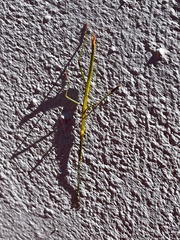 Macynia labiata