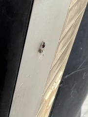 Formicidae