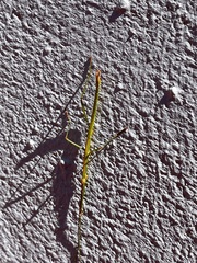 Macynia labiata