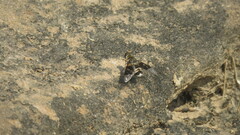 Bombyliidae