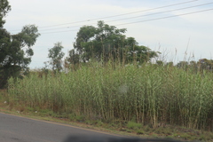 Arundo donax