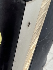 Formicidae