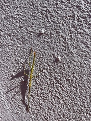 Macynia labiata
