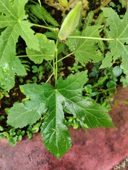 Abelmoschus esculentus