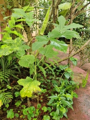 Abelmoschus esculentus