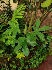 Abelmoschus esculentus