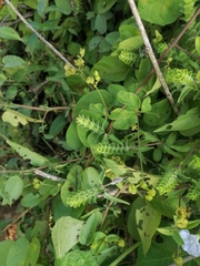 Tetramerium nervosum