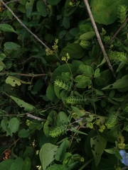 Tetramerium nervosum