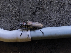 Batocera rufomaculata