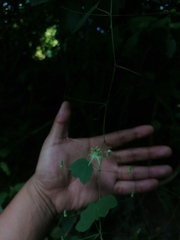 Passiflora filipes