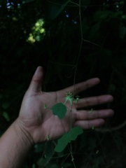 Passiflora filipes