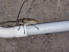 Batocera rufomaculata