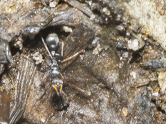 Myrmecia pilosula