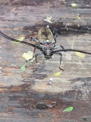 Batocera rufomaculata