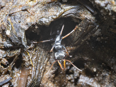 Myrmecia pilosula