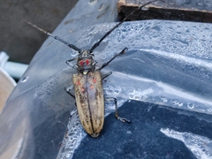 Batocera rufomaculata