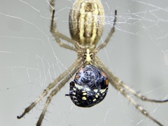 Argiope protensa