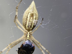 Argiope protensa