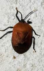 Coridius