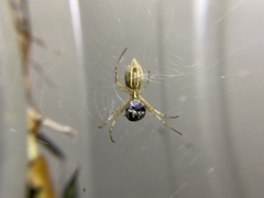 Argiope protensa