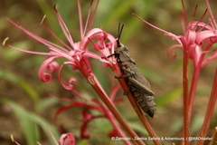 Dictyophorus griseus