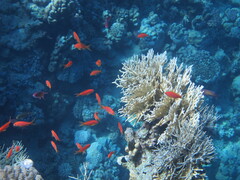 Pseudanthias squamipinnis