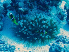 Amphiprion bicinctus