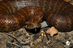 Acanthophis antarcticus