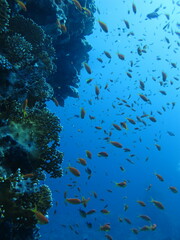 Pseudanthias squamipinnis