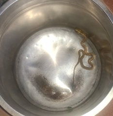 Amphiesma stolatum