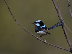 Malurus cyaneus cyanochlamys