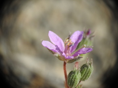 Erodium laciniatum