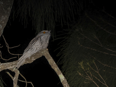 Podargus strigoides strigoides