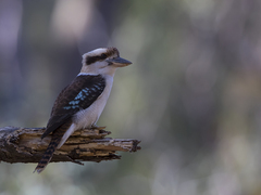 Dacelo novaeguineae novaeguineae