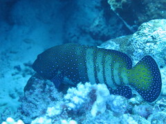 Cephalopholis argus