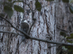 Cormobates leucophaea leucophaea