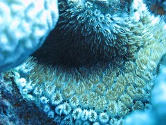 Galaxea fascicularis