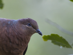 Macropygia phasianella