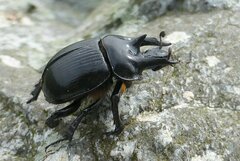 Typhaeus typhoeus