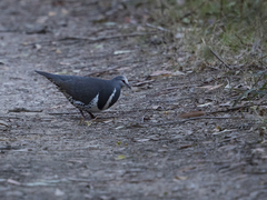 Leucosarcia melanoleuca