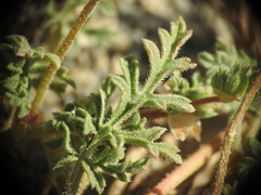Erodium laciniatum