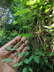 Passiflora filipes