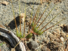 Erodium laciniatum