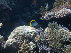 Chaetodon melannotus