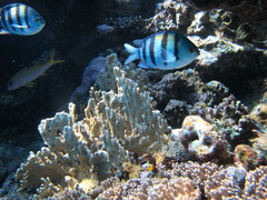 Abudefduf vaigiensis