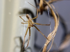 Argiope protensa