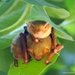 Hodgson's Bat - Photo (c) maiochiou, some rights reserved (CC BY-NC), uploaded by maiochiou